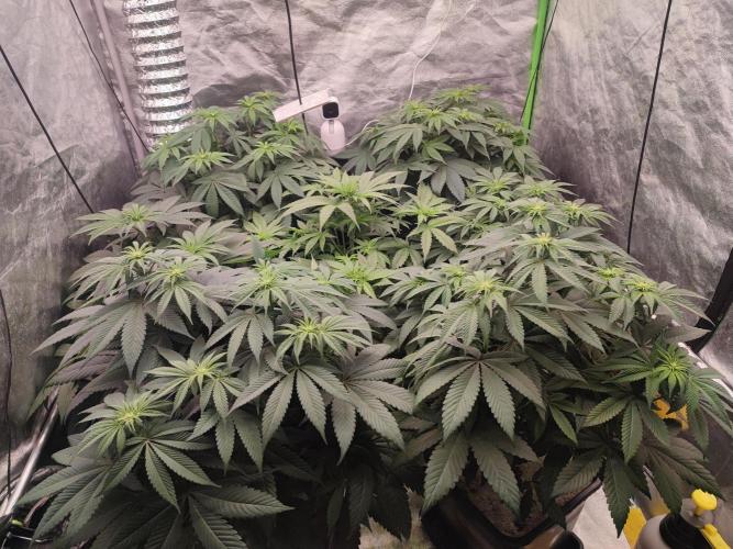 Barney's Farm going Jealousy. Week 7