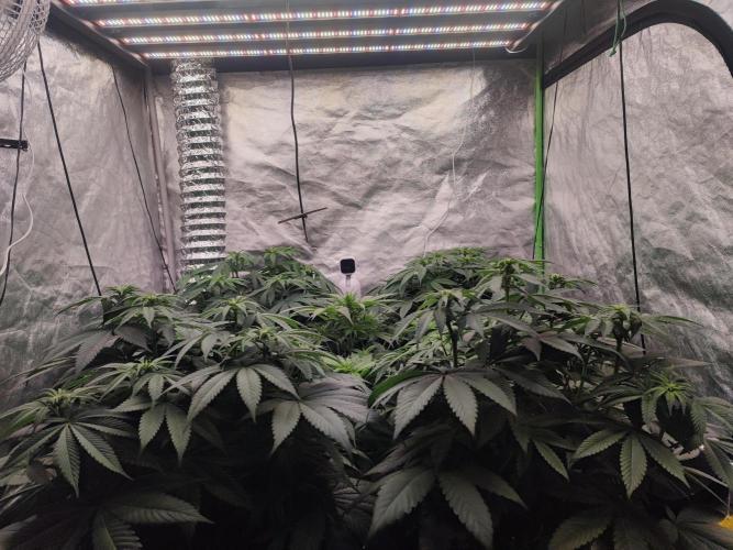 Barney's Farm going Jealousy. Week 7