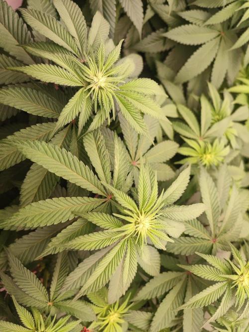 Barney's Farm going Jealousy. Week 7