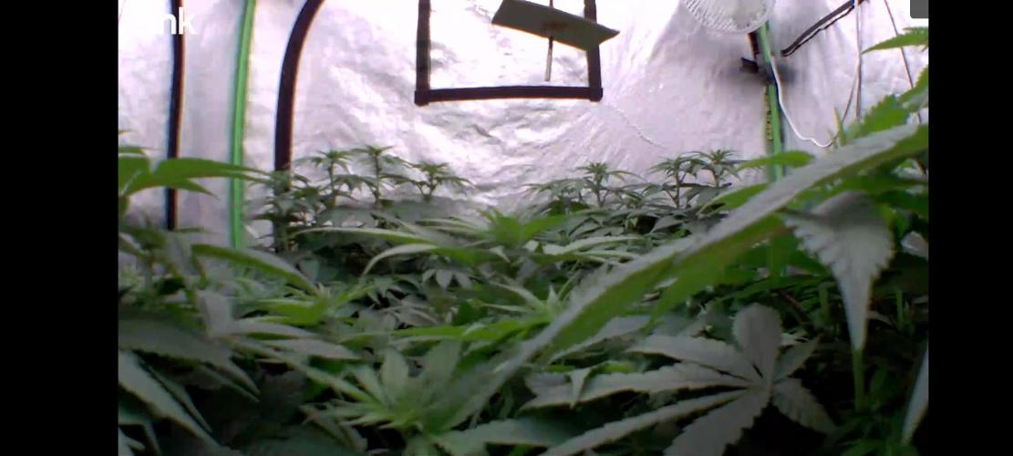 Barney's Farm going Jealousy. Week 7