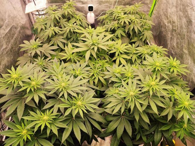 Barney's Farm going Jealousy. Week 8