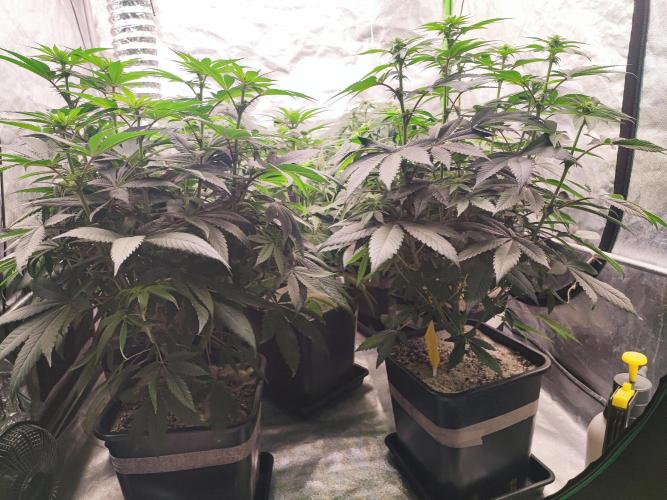 Barney's Farm going Jealousy. Week 8