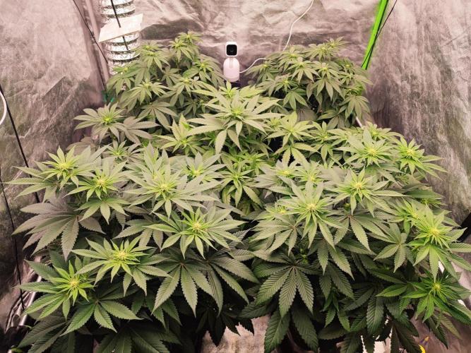 Barney's Farm going Jealousy. Week 8