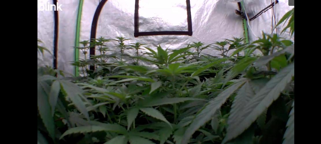 Barney's Farm going Jealousy. Week 8