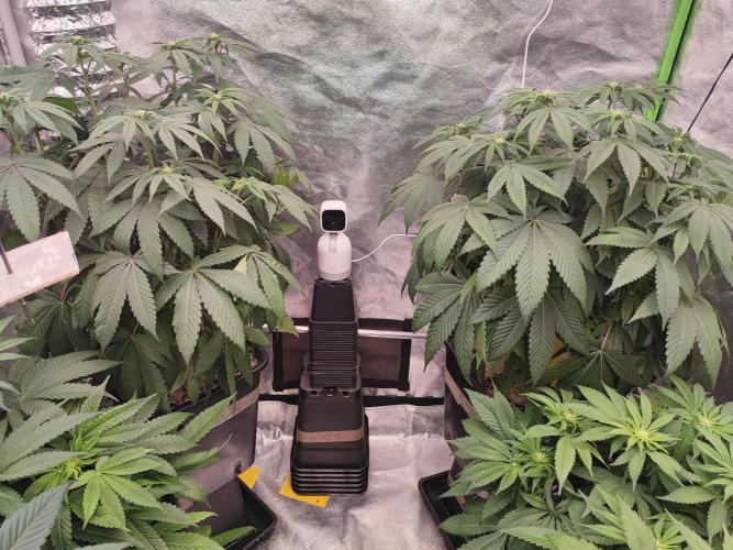 Barney's Farm going Jealousy. Week 8