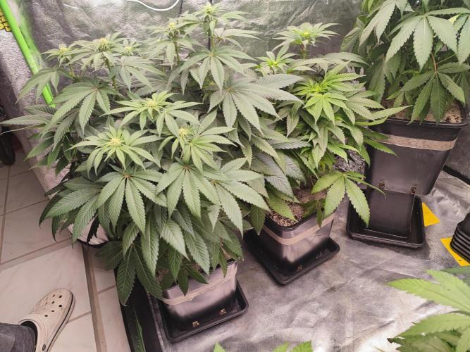 Barney's Farm going Jealousy. Week 8