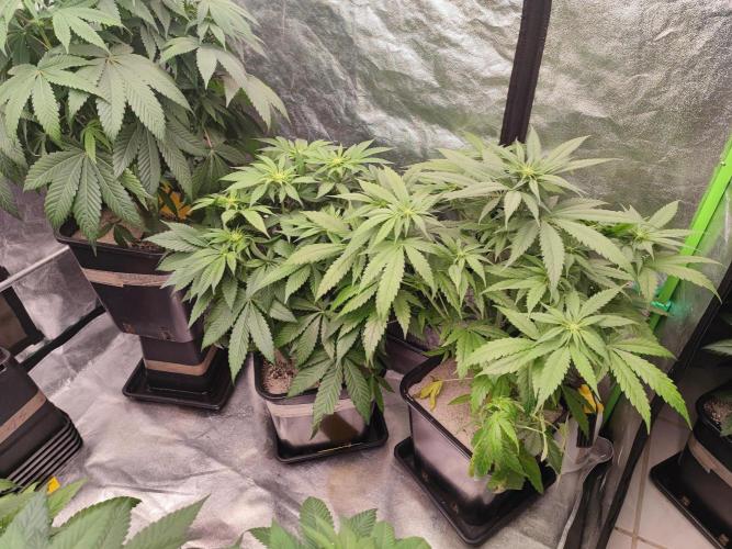 Barney's Farm going Jealousy. Week 8