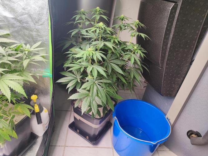 Barney's Farm going Jealousy. Week 8