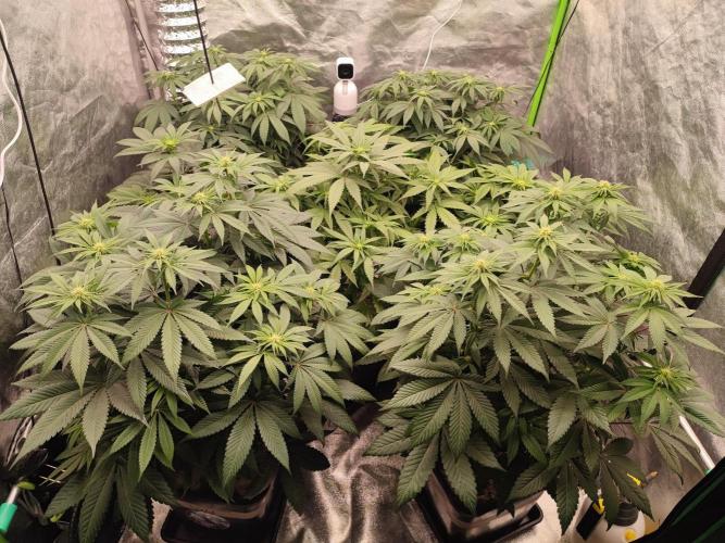 Barney's Farm going Jealousy. Week 8