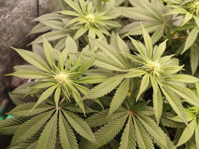 Barney's Farm going Jealousy. Week 8