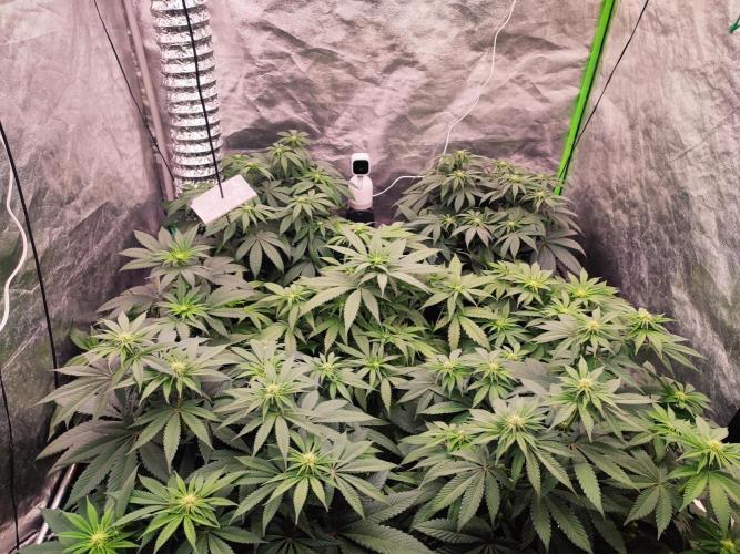 Barney's Farm going Jealousy. Week 8