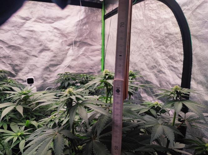 Barney's Farm going Jealousy. Week 8