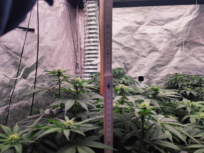 Barney's Farm going Jealousy. Week 8