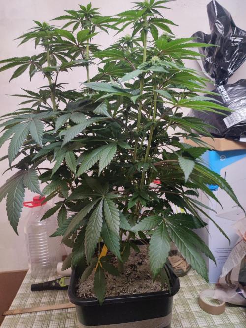 Barney's Farm going Jealousy. Week 8