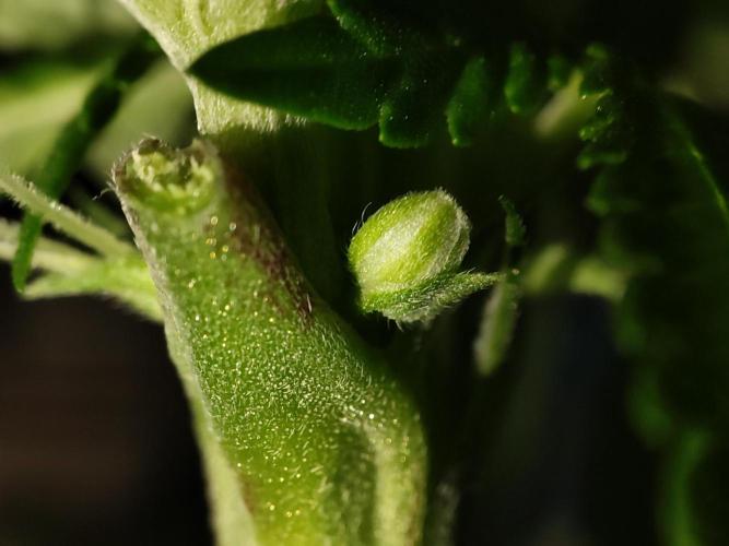 Barney's Farm going Jealousy. Week 8