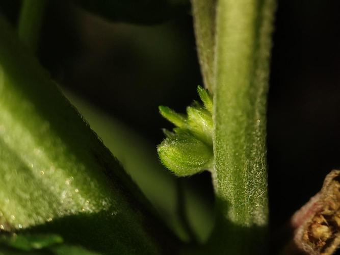 Barney's Farm going Jealousy. Week 8