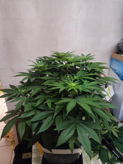 Barney's Farm going Jealousy. Week 8