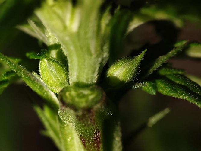 Barney's Farm going Jealousy. Week 8