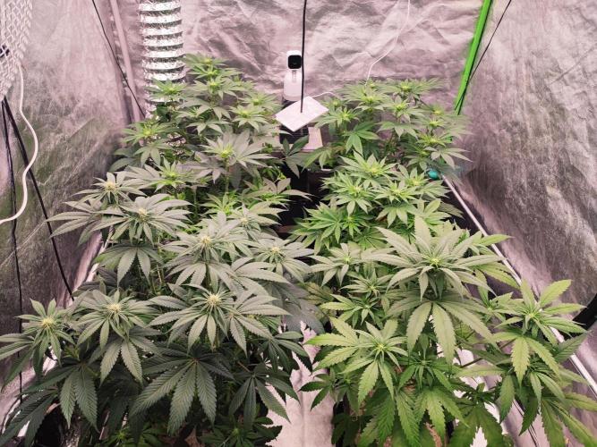 Barney's Farm going Jealousy. Week 8