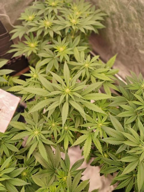 Barney's Farm going Jealousy. Week 8