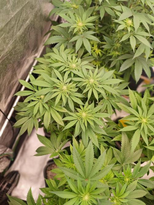 Barney's Farm going Jealousy. Week 8