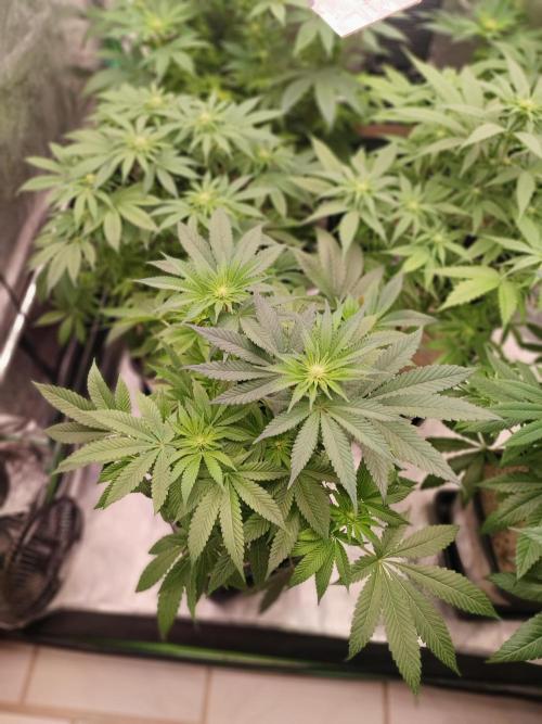 Barney's Farm going Jealousy. Week 8