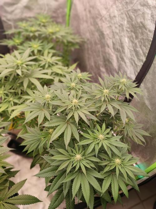 Barney's Farm going Jealousy. Week 8