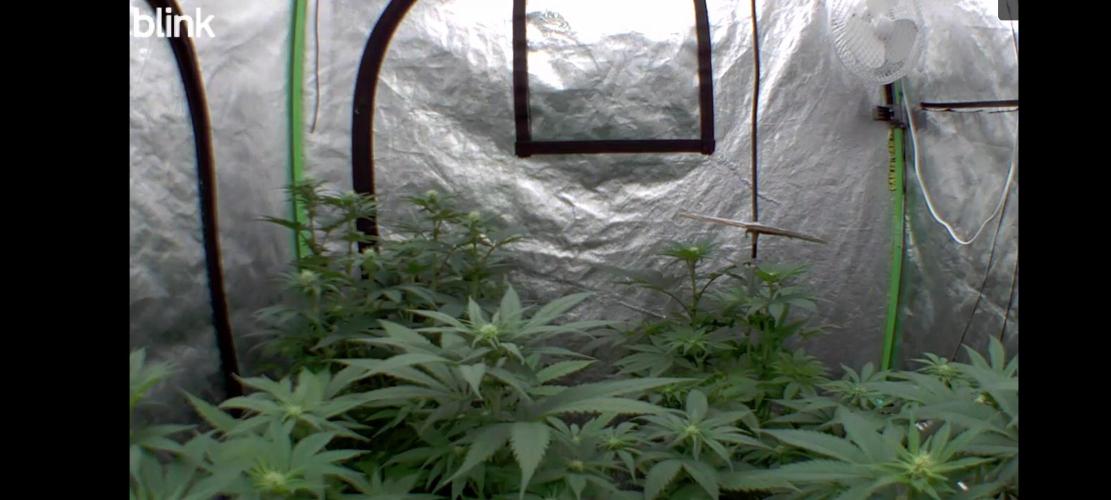 Barney's Farm going Jealousy. Week 8