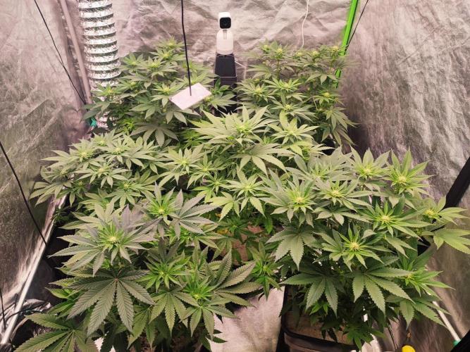 Barney's Farm going Jealousy. Week 8