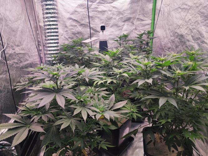 Barney's Farm going Jealousy. Week 8