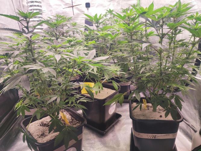 Barney's Farm going Jealousy. Week 8