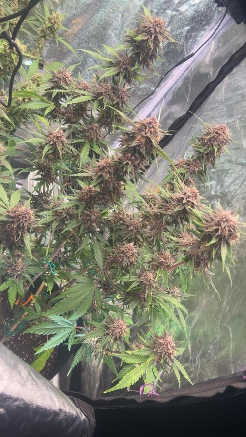 Purple lemonade second grow. Week 5