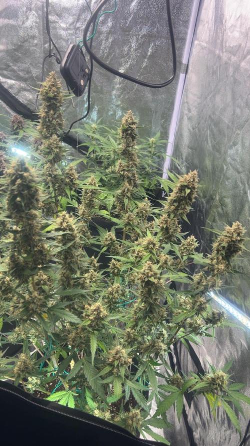Purple lemonade second grow. Week 5