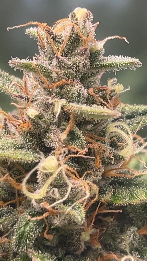 Purple lemonade second grow. Week 5