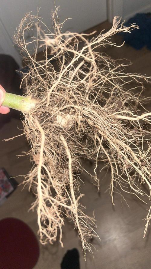 Purple lemonade second grow. Week 9