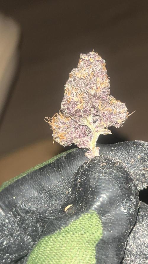 Purple lemonade second grow. Week 9