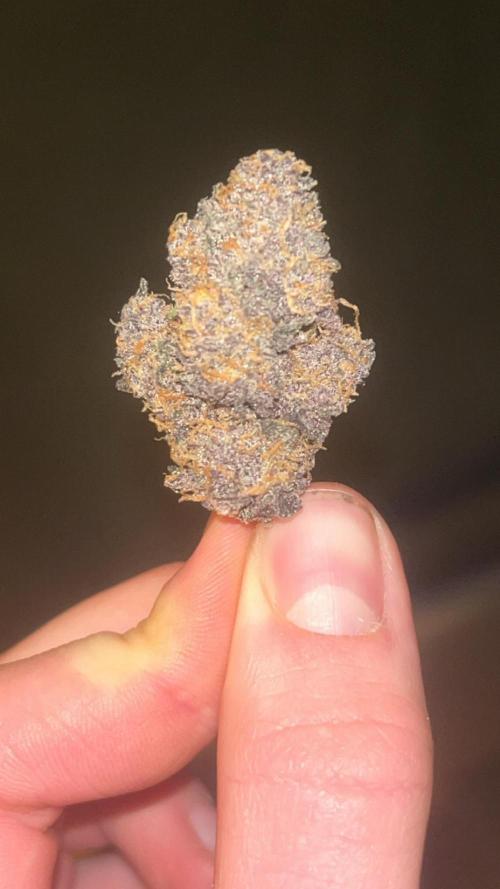 Purple lemonade second grow. Week 9