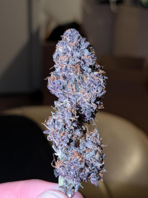 Purple lemonade second grow. Week 9