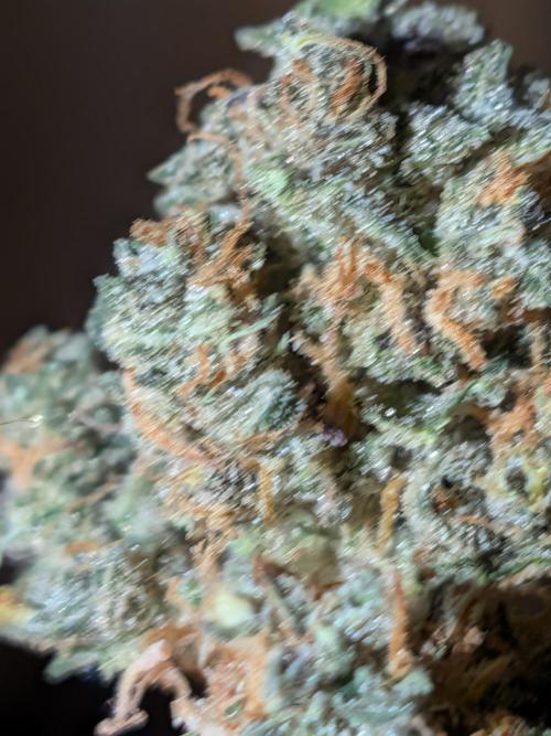 Purple lemonade second grow. Week 9