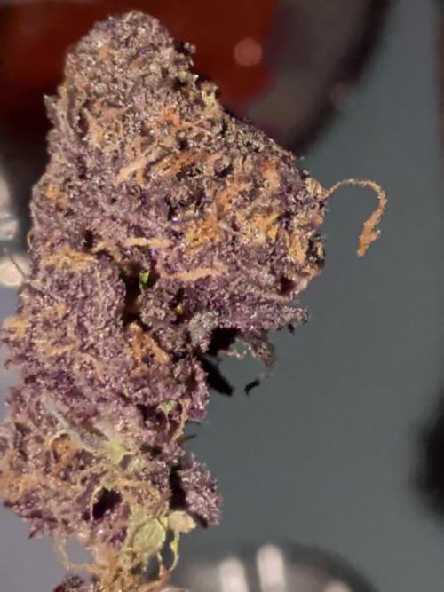 Purple lemonade second grow