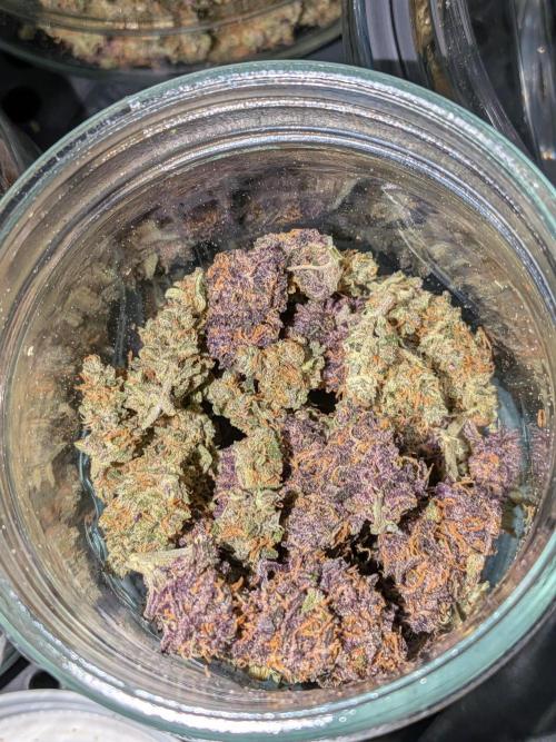 Purple lemonade second grow. Week 9