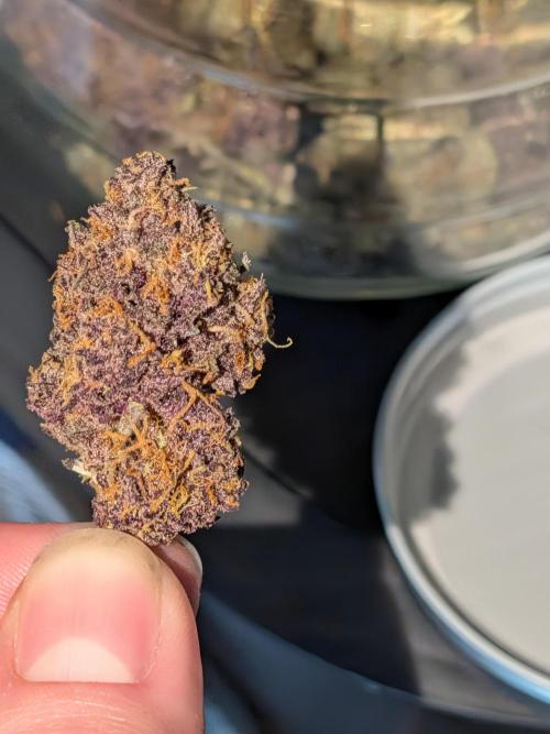 Purple lemonade second grow. Week 9