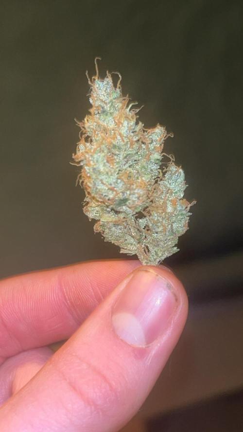 Purple lemonade second grow. Week 9