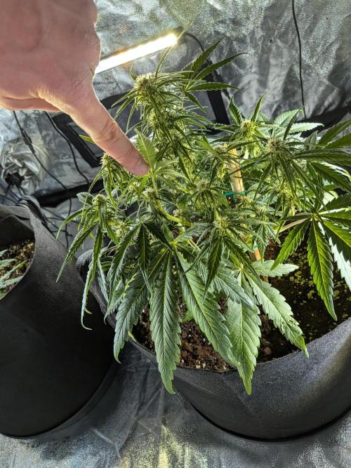 Purple haze. Week 5