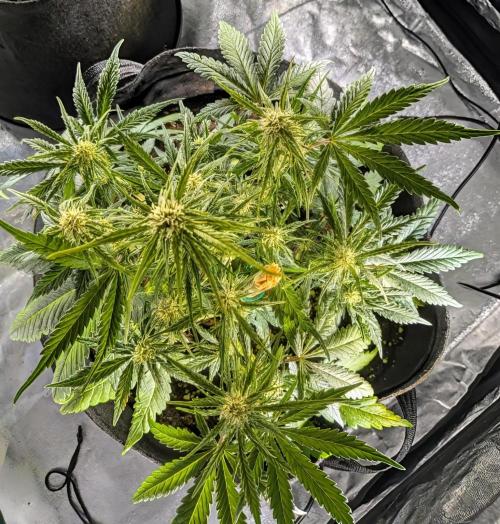 Purple haze. Week 5