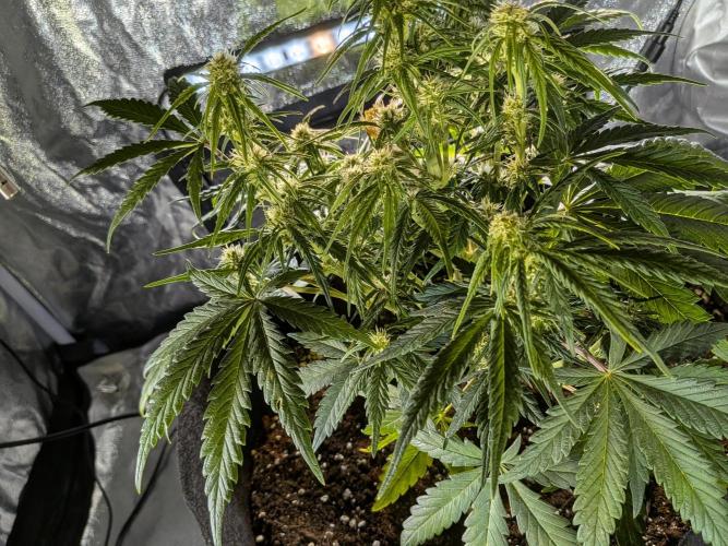 Purple haze. Week 5