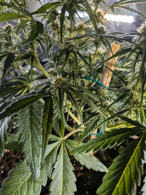 Purple haze. Week 5