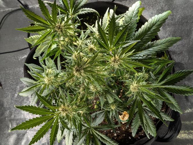 Purple haze. Week 5