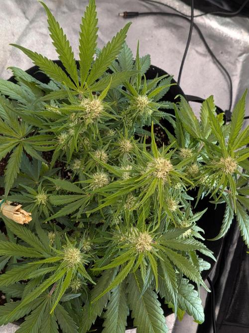 Purple haze. Week 5