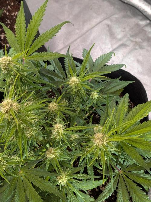 Purple haze. Week 6